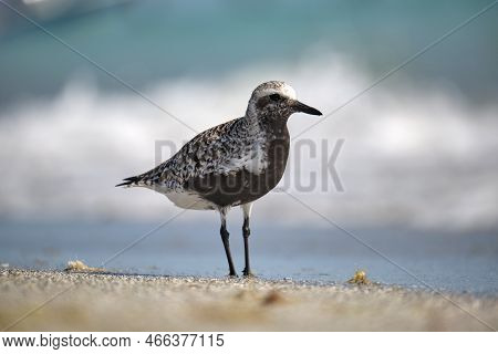 Black-bellied Plover Wild Sea Birdlooking For Food On Seaside In Summer.