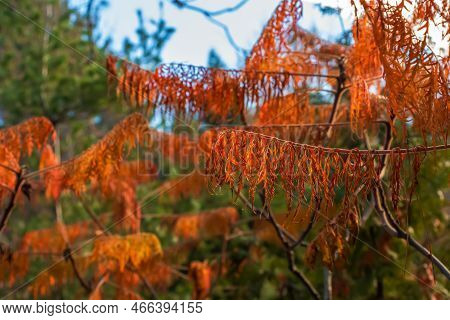 Bright Yellow Golden Foliage Of Rhus Typhina Or Rhus Typhina Bailtiger.