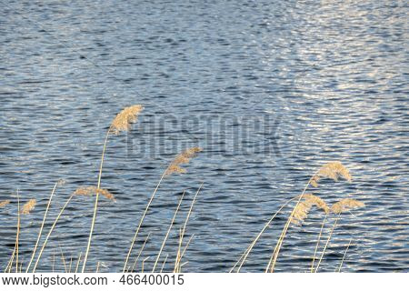 Dramatic Sunrise Over The Calm River In Spring With Bent Grass Against Sun. Daugava, Latvia. High Qu