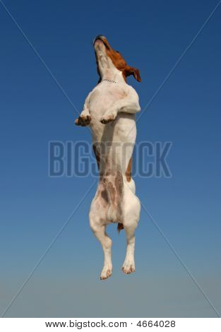Jumping Jack Russel Terrier