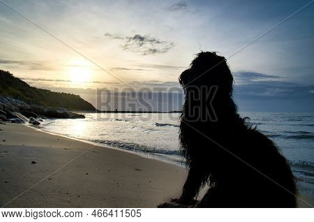 Goldendoodle Sits On The Beach By The Sea And Looks Into The Sunset. Waves In The Water And Sand On 