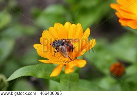 Beautiful Blooming Calendula Flower With Insect Outdoors, Closeup
