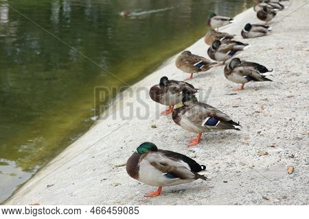 Duck Nearly The Water In The City Park
