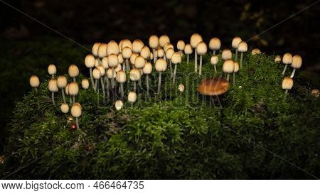 The Fairy Inkcap Growing In The Forest On Rotting Wood, Surrounded By Bright Green Moss, Photo Taken