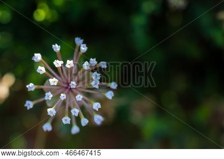Tips Of Snowball Sand-verbena Shallow Focus Before Blooming
