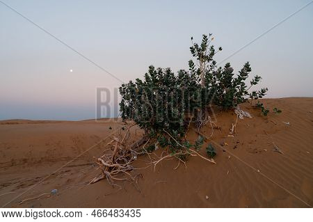 Moon Set. View Of Thar Desert Sand Dunes , Pre Dawn Light Before Sun Rise And Moon Setting Off In Th