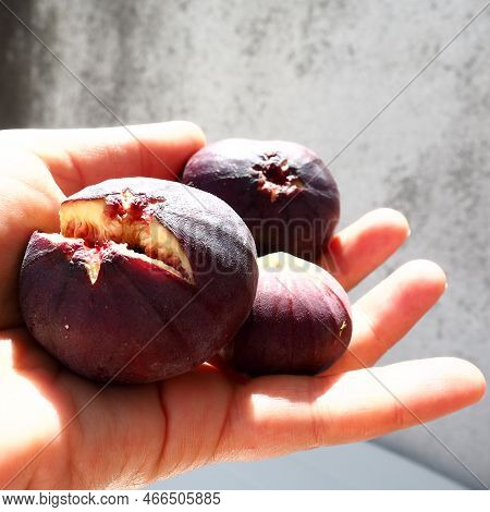 Fig Or Fig Tree, Or Common Fig Tree, Or Ficus Carica Is A Subtropical Deciduous Plant Of The Genus F