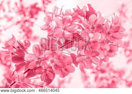 Trendy Color Of The Year 2023. Branch Of Blossoming Pink Apple-treein Toned In Viva Magenda Color.