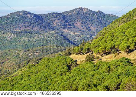 Mountain Range Of The Sierra De Grazalema, Mediterranean Forest Of The Iberian Peninsula.