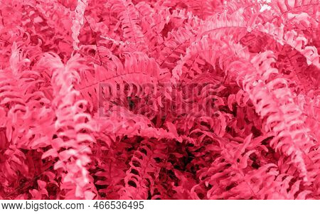 Grass Background Toned In Magenta 2023 Color. Color 2023 Viva Magenta Backdrop. Trendy Palette Of 20