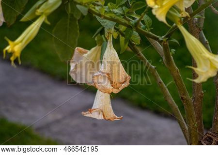 Beautiful Brugmansia Flowers. Datura Toxic Plant. Gardening Concept. Summer Garden With Blossoming D