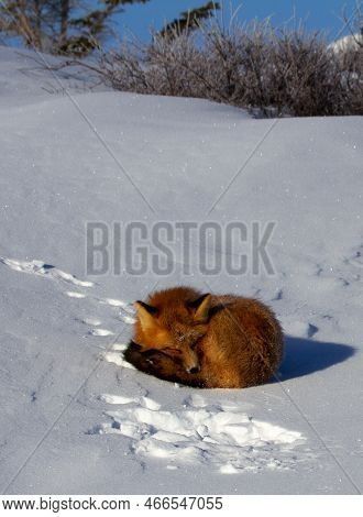 A Red Fox Curled Up In A Snowbank Near Churchill, Manitoba Canada