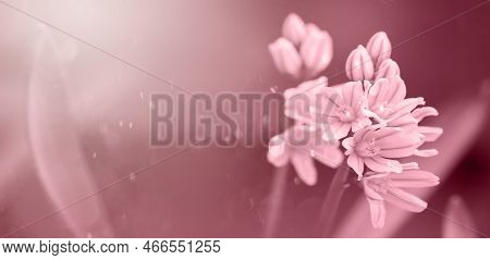 Viva Magenta Toning Scylla Siberian Closeup. Little Blue Flowers. White-blue Snowdrops. Natural Back