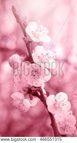 Viva Magenta Toningflowers Of Cherry Plum Or Myrobalan Prunus Cerasifera Blooming In The Spring On T