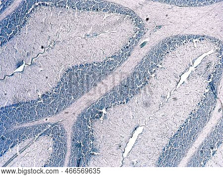 Cross Section Of A Cerebellum. Light Micrograph. Cresyl Violet Staining (nissl Staining).