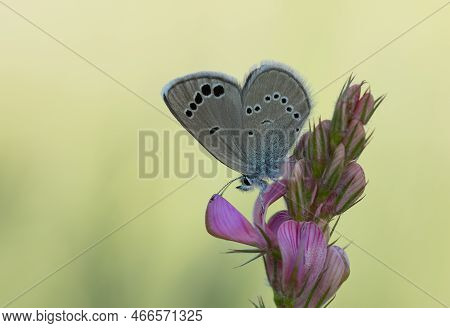 Butterflies In Wildlife And What We See Through The Lens