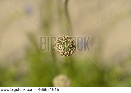 Common Globularia Seed Head In The Spring