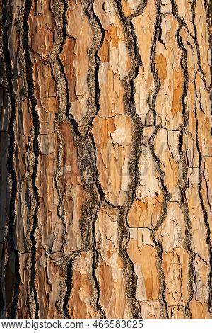 Extreme Close-up Of A Maritime Pine Bark (pinus Pinaster). Wooden Texture, Pattern Or Background, Ph