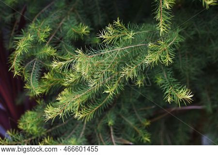Melaleuca Alternifolia ( Narrow-leaved Paperbark Tea Tree ). Myrtaceae Evergreen Tree Native To Aust