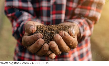 Hands Of The Gardeners Are Grabbing The Soil To Plant The Trees