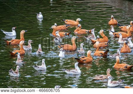 A Flock Of Shelducks And Seagulls Swim In The Water. Group Of Common Shelducks, Tadorna Tadorna, And