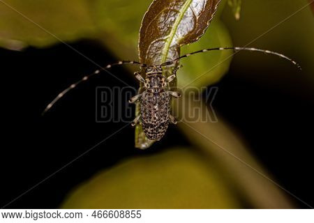 Adult Longhorn Beetle Of The Species Pentheochaetes Mysticus