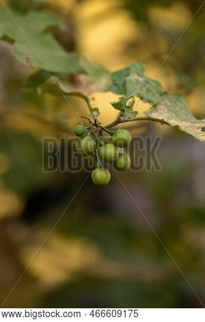Flowering Plant Of The Species Solanum Paniculatum Commonly Known As Jurubeba A Nightshade Common In