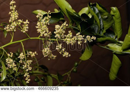 Ambarella Flowering Tree Of The Species Spondias Dulcis