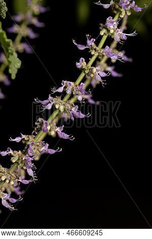 Indian Borage Flower Of The Species Coleus Amboinicus