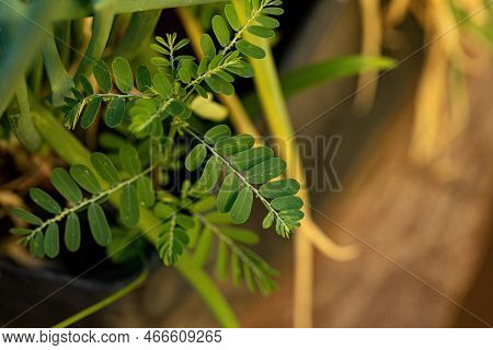 Small Wind Plant Of The Genus Phyllanthus
