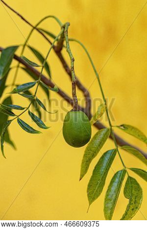 Ambarella Fruiting Tree Of The Species Spondias Dulcis