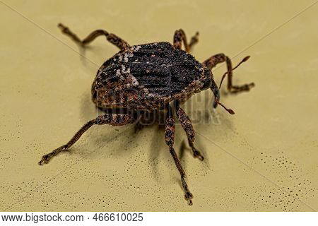 Adult True Weevil Of The Genus Eubulus