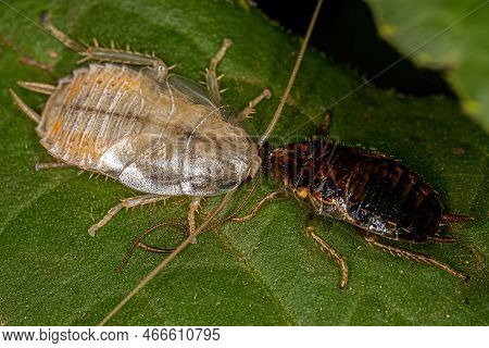 Wood Cockroach Nymph Of The Family Ectobiidae