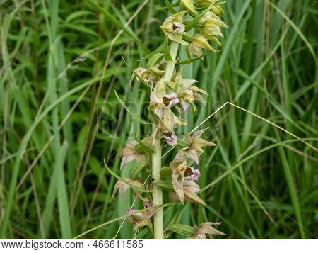 The Broad-leaved Helleborine (epipactis Helleborine). The Flowers Are Arranged In Long Drooping Race
