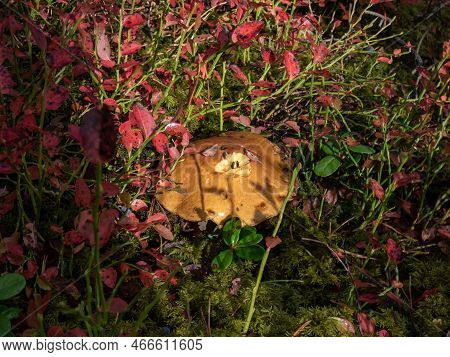 Brown - Yellow Mushroom Velvet Bolete (suillus Variegatus) In Green Moss Among Red Leaves In The For
