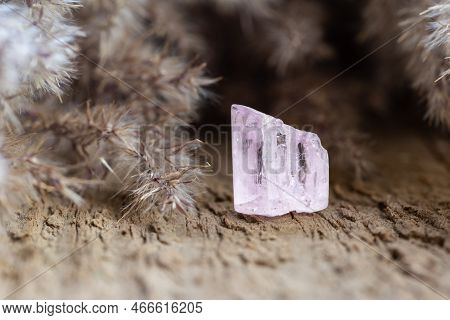 Translucent Pink Kunzite Crystal Healing Gemstone On Wooden Background. Natural Mineral Collection S