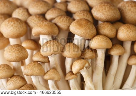 Close-up Of Brown Mushrooms Shimeji Or Beech Mushroom Or Buna-shimeji. Background Horizontal
