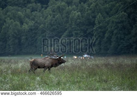 Single Bull Elk During Rut In Oconaluftee Valley Of Great Smoky Mountains National Park