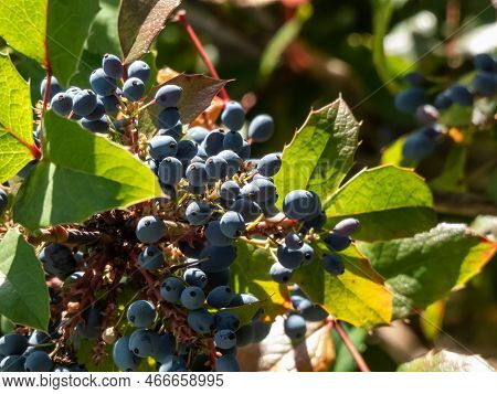 The Oregon Grape Or Holly-leaved Barberry (mahonia Aquifolium) With Pinnate Leaves And Dark Bluish-b
