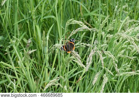 Natural Closeup On A Single Vanessa Atalanta Butterfly Sitting In A The Grass