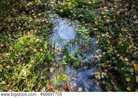 Water Coming Out Of The Ground At The Source Of The Stream, Marshy Swampy Place