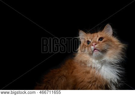 Dramatic Portrait Of A Red Cat On Black Background. Dramatic Looking Portrait Of Ginger Cat