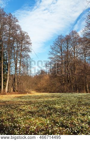 Spring Meadow With White Flowering Snowflakes, Springtime Landscape