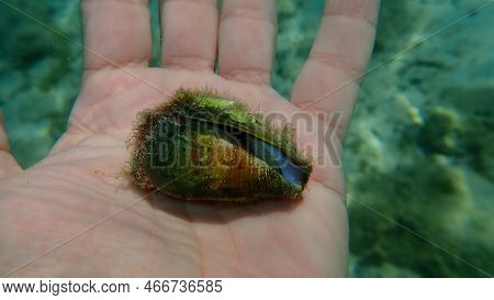 Sea Snail Mediterranean Cone (conus Ventricosus) On The Hand Of A Diver Undersea, Aegean Sea, Greece
