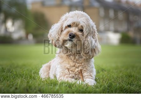 Seven Year Old Cavapoo Laying On The Grass With His Stick And A Curious Head Tilt Very Handsome