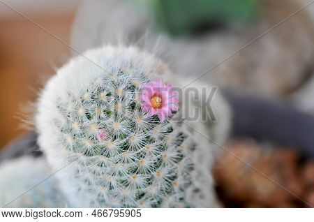 Mammillaria Carmenae ,mammillaria Or Cactus Or Succulent Plant Or Mammillaria Carmenae With Pink Flo