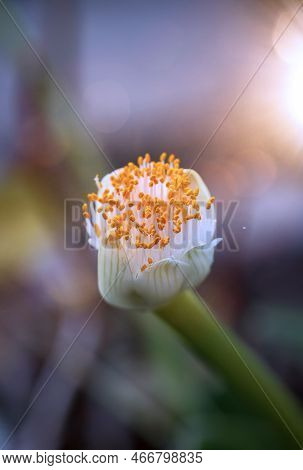 The Flower Of The Elephant Ear, Alocasia Odora. Close-up Of An Exotic Flower.