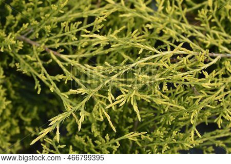 Golden Pfitzer Juniper Branches In The Spring