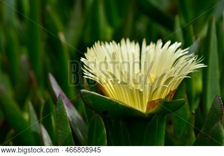 Peaceful Flowers In Nature And Natural Environment