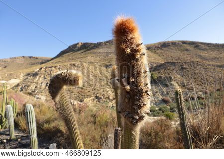 Beautiful Senilis Cactus Plant In The Garden In Almeria, Spain